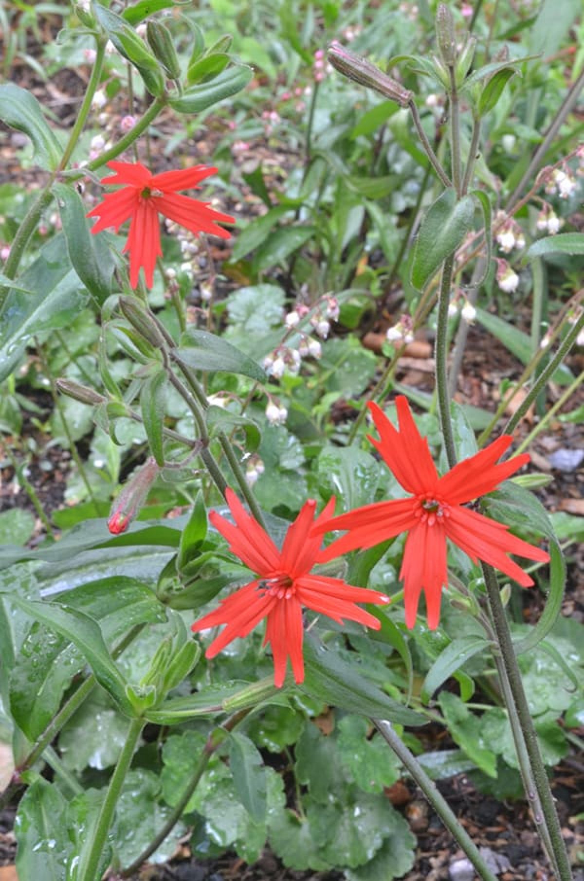 Woche Der Botanischen Garten 2017 An Der Universitat Regensburg