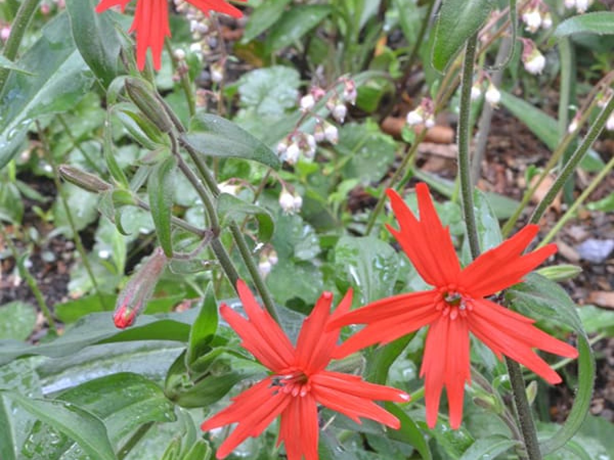 Woche Der Botanischen Garten 2017 An Der Universitat Regensburg