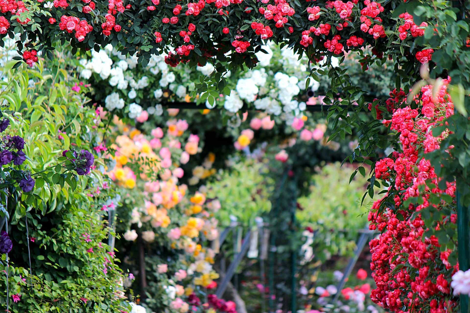 Feier in Seniorenwohnzentrum in Regensburg Zünftiges Maifest im Rosengarten