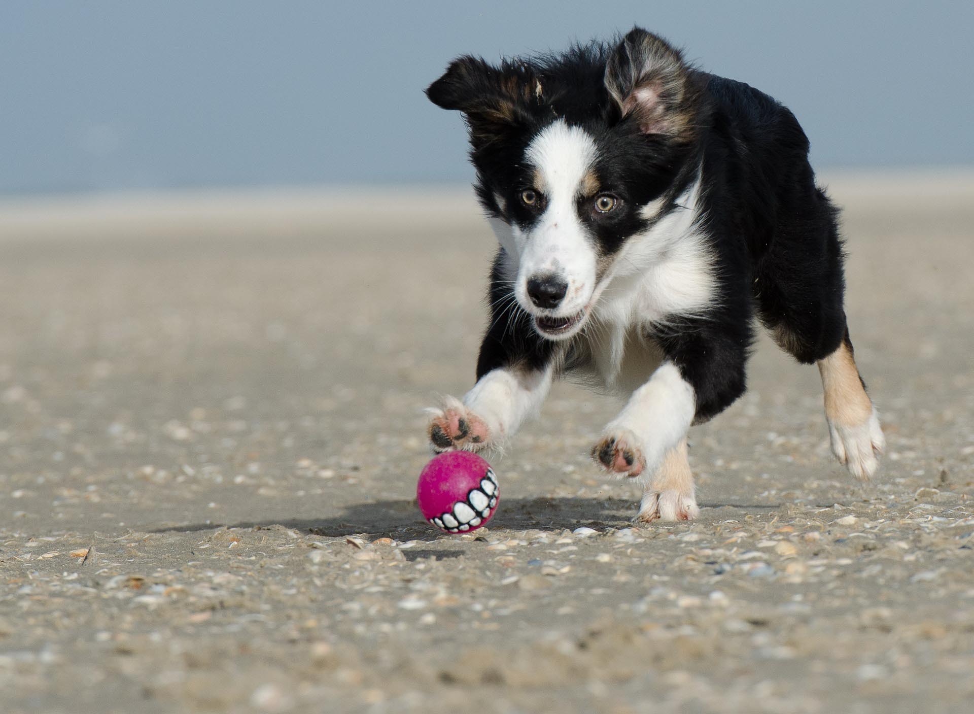 Hunde-Beach-Party bei ZOO&Co Haubensak in Regensburg Tierisches Vergnügen