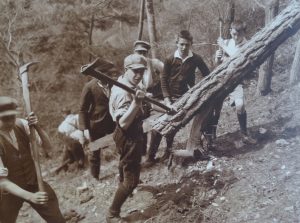 dav Hanslberghuette 1926_Faellen der Baeume